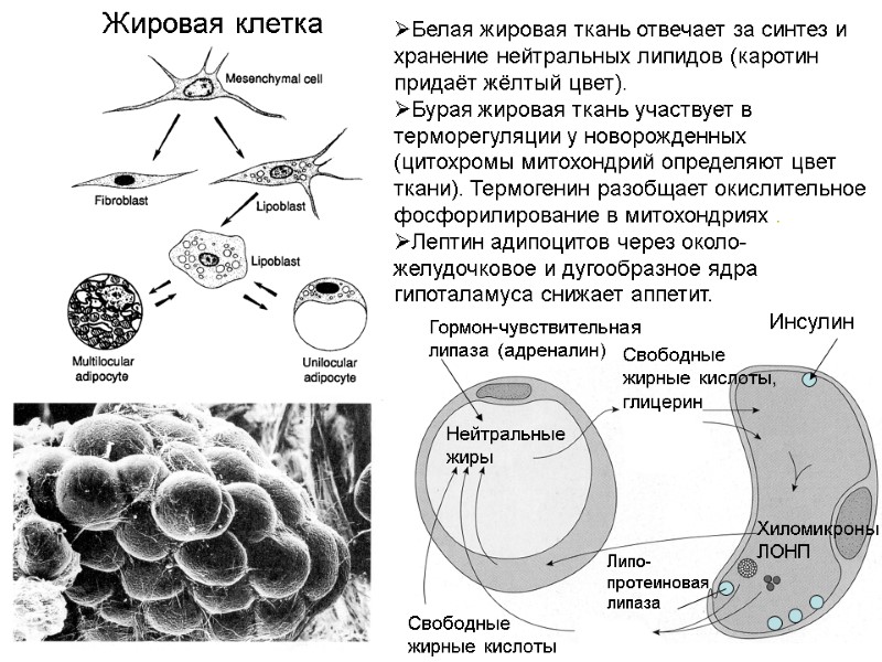 Жировая клетка Нейтральные жиры Свободные  жирные кислоты Липо- протеиновая липаза  Гормон-чувствительная липаза
